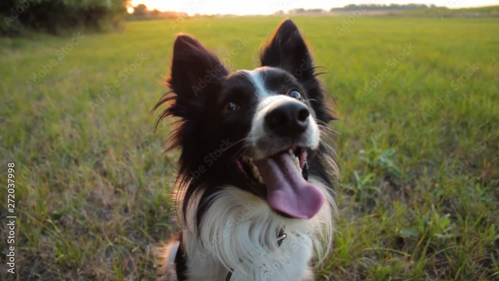 Border Collie sitting and looking above the camera with its tongue sticking out. Border Collie sitting and looking above the camera with its tongue sticking out.