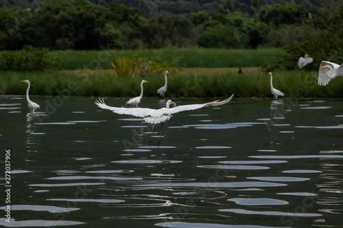 Groups of herons (Ardea alba) and diving bird (Nannopterum brasilianus) live together while fishing, feeding and resting in the lagoon of Piratininga, part of the tropical forest,Brazil.