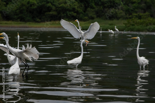 Groups of herons (Ardea alba) and diving bird (Nannopterum brasilianus) live together while fishing, feeding and resting in the lagoon of Piratininga, part of the tropical forest,Brazil. photo