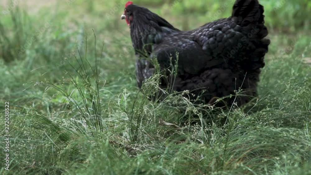 Chickens scratching and feeding in the grass. Chickens scratching and feeding in the grass.
