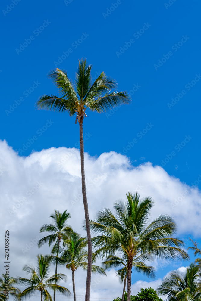 Naklejka premium Coconut Trees Against Blue Sky and White Puffy Clouds