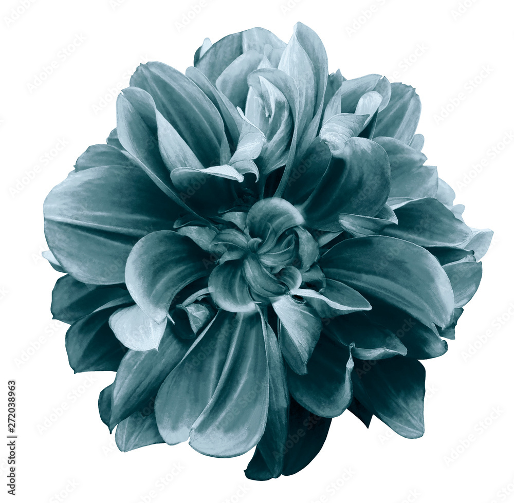 turquoise dahlia. Flower on a white isolated background with clipping path.  For design.  Closeup.  Nature.