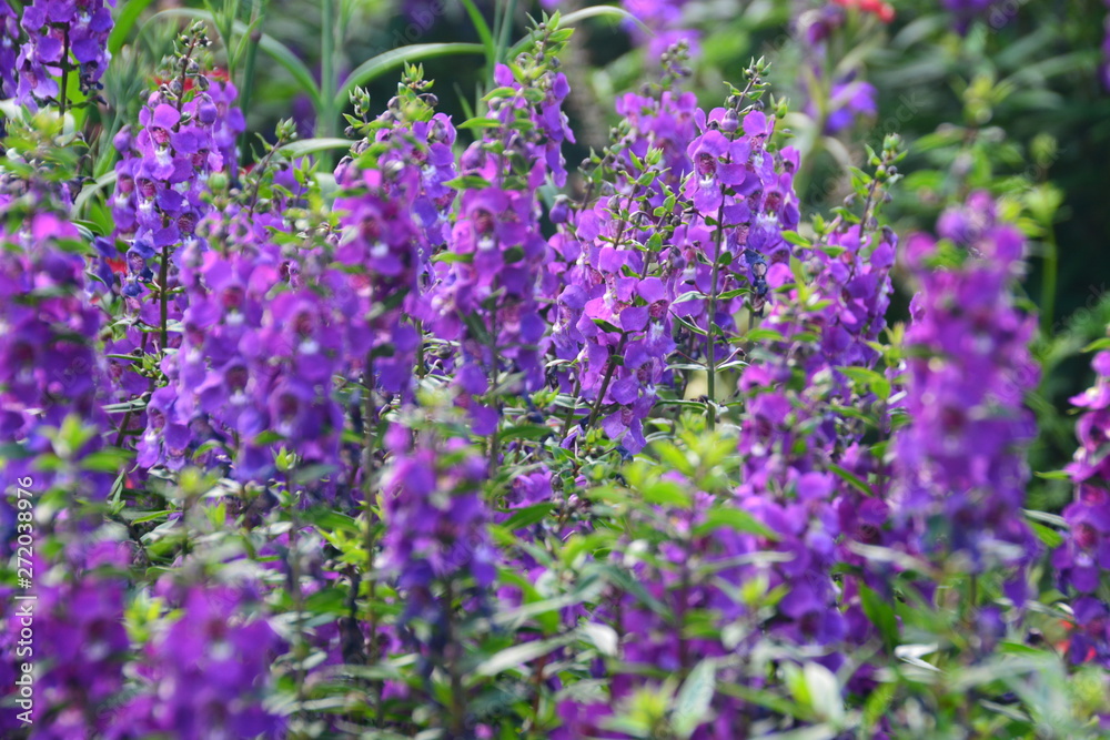 Obraz premium Lavender Flowers