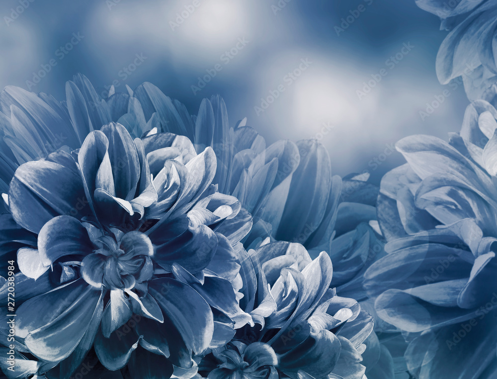 Floral vintage blue beautiful background.   Dahlias and petals  flowers. Close-up. Nature.