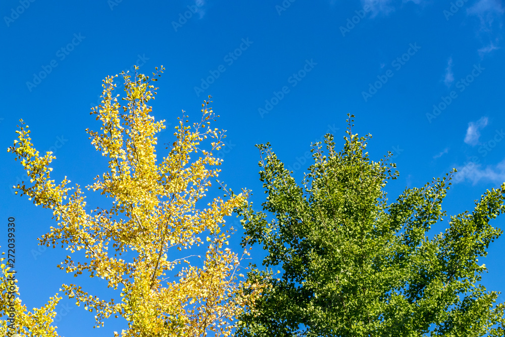 Fototapeta premium イチョウ