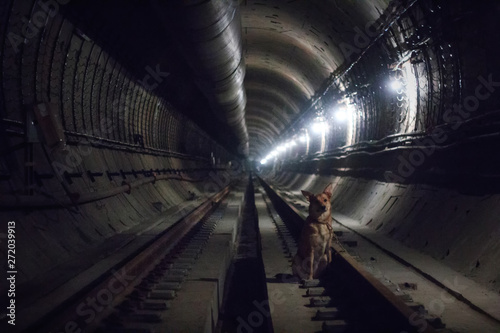 Photography Dog in the tunnel of the Moscow metro