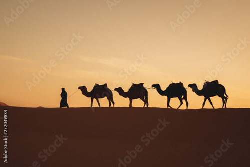 A person walking with four camels in the sahara desert at sunrise