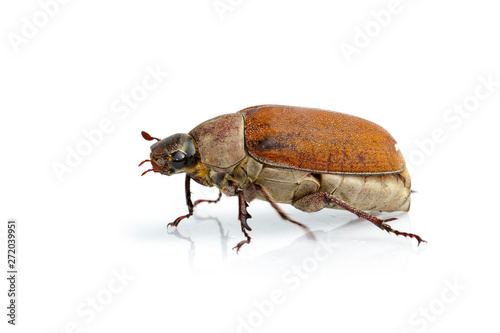 Image of cockchafer (Melolontha melolontha) isolated on white background. Insect. Animals. © yod67