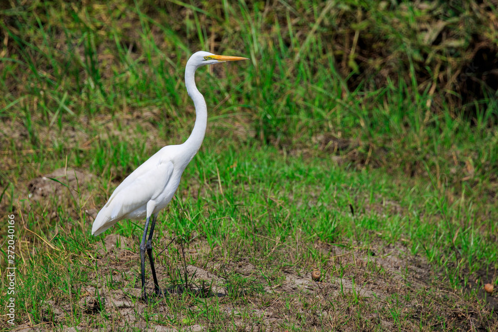 Image of great egret(Ardea alba) on the natural background. White Bird. Animal. Image of great egret(Ardea alba) on the natural background. White Bird. Animal.