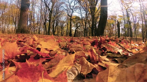 Squirrel searches for nuts in autumn forest