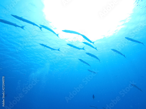 明るい海を泳ぐ魚の群れ