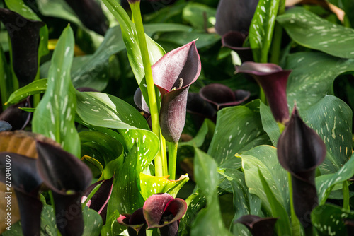 The black Calla Lily blooming in the garden. photo