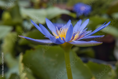 Blue lotus with green leaf in pond