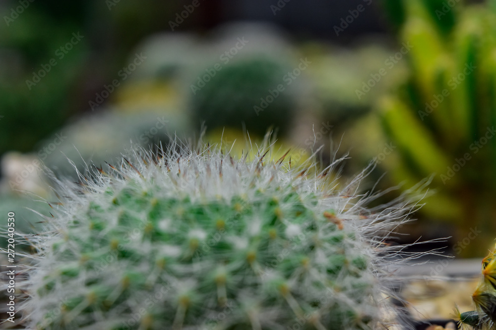 Blurred image of thorn cactus with sun bright in black pots Blurred image of thorn cactus with sun bright in black pots