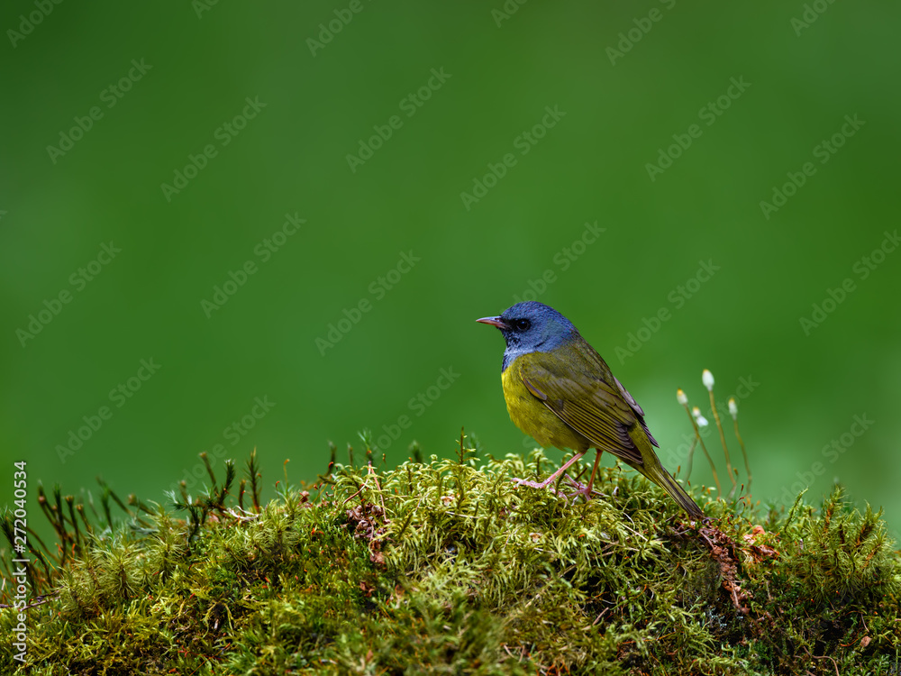 Obraz premium Mourning Warbler Perched on Moss on Green Background in Spring