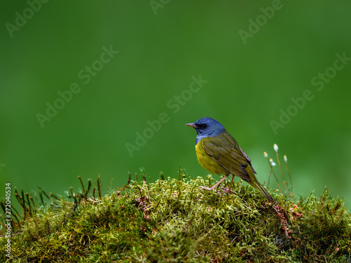 Mourning Warbler Perched on Moss on Green Background in Spring photo