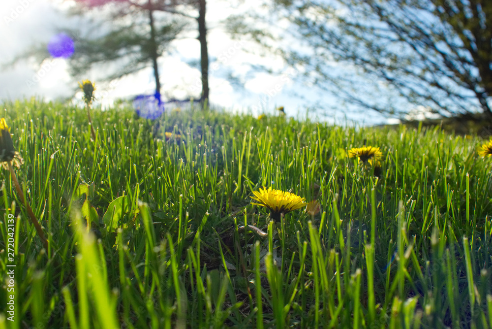 Obraz premium Dandelions in Sun