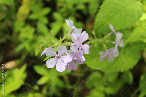 Woodland phlox at Somme Woods in Northbrook  Illinois