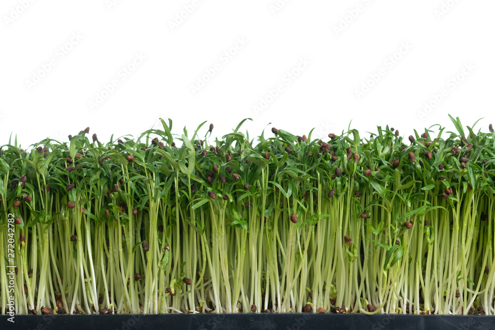 Fototapeta premium Water spinach sprouts and Germination of spinach