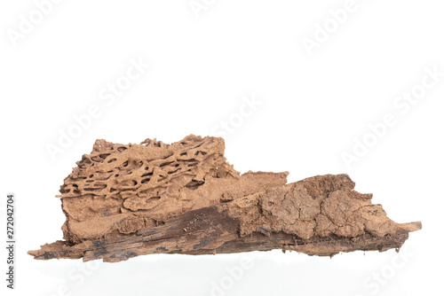 Piece of wood damaged and eaten by termite isolated on white