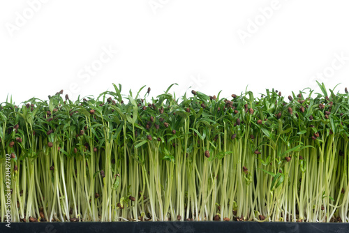 Water spinach sprouts and Germination of spinach