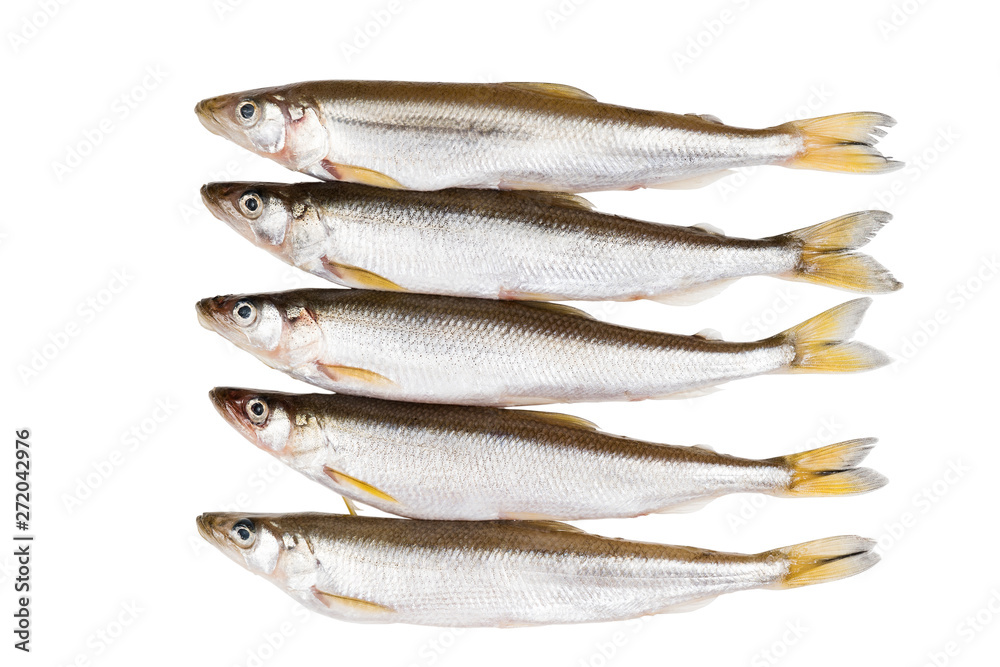 five pieces of raw delicacy smelt-fish on white background before cooking protein diet dish five pieces of raw delicacy smelt-fish on white background before cooking protein diet dish