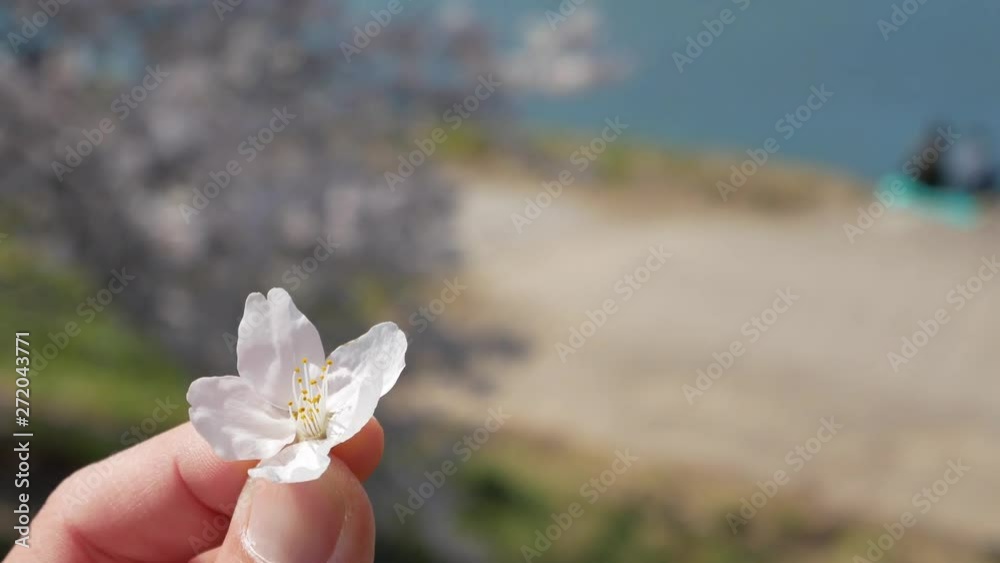 Sakura flower is in the hand