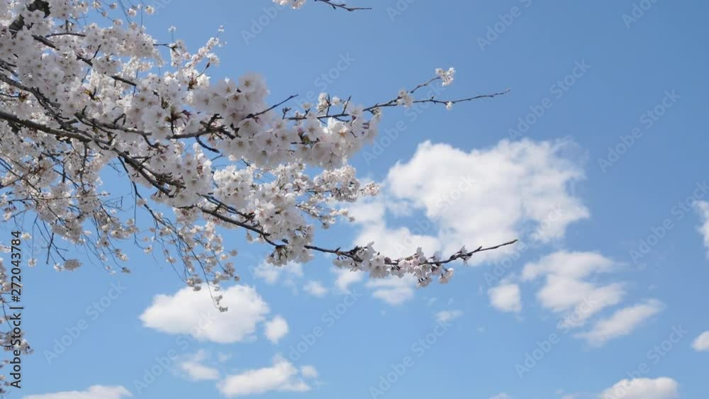 Zooming view of the beautiful sakura (plum,ume flower) flower blossom in spring full-bloom of sakura flower season in daytime- Hanami Flower Viewing Zooming view of the beautiful sakura (plum,ume flower) flower blossom in spring full-bloom of sakura flower season in daytime- Hanami Flower Viewing