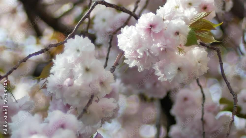 Zooming into the white sakura flowers on the sakura tree - cherry blossoms flowers in spring season in japan or Korea Zooming into the white sakura flowers on the sakura tree - cherry blossoms flowers in spring season in japan or Korea