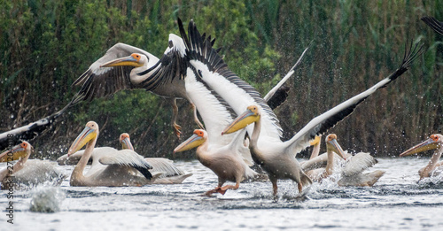 Isolated close up of white pelican flock taking off in the rain at the Danube Delta Romania