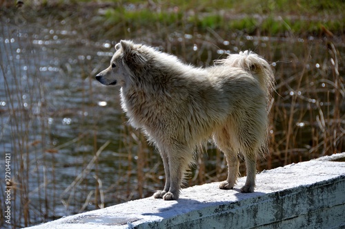 Dog on a concrete parapet near the reed Bank