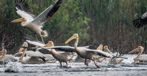 Isolated close up of white pelican flock taking off in the rain at the Danube Delta Romania
