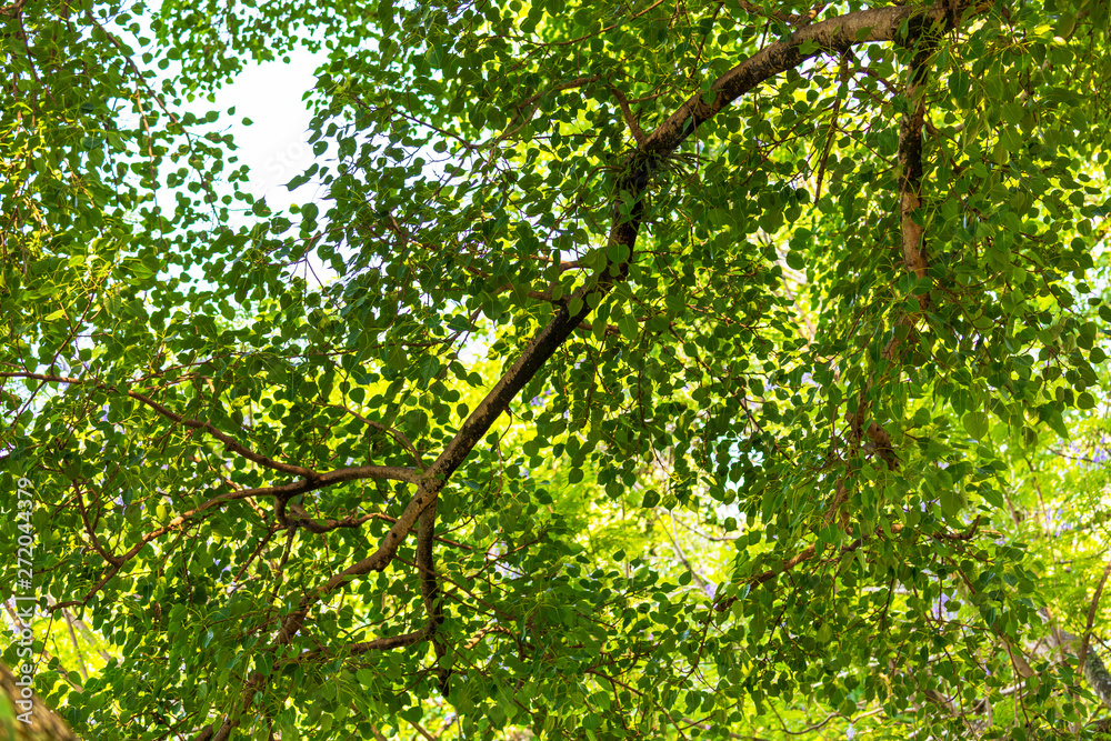 Neture texture,Pepal Tree Leaves,gree leaves Background. Neture texture,Pepal Tree Leaves,gree leaves Background.