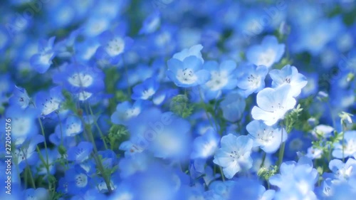 Full bloom of a million of Nemophila flowers in-blue field garden with wind flow in the spring time in Tokyo, Japan - Background minimal natural blue tone video