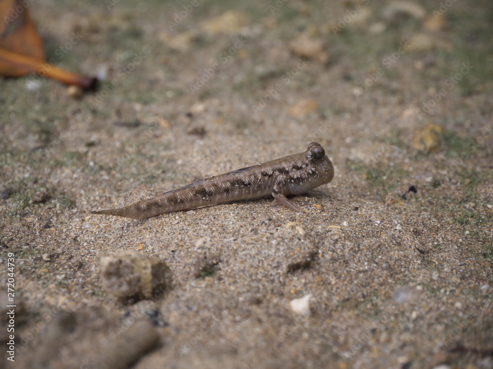 Okinawa,Japan-June 2, 2019: Barred mudskippers or Periophthalmus argentilineatus or Minami Tobihaze in Mangrove forests along Fukidou river, Ishigaki, Okinawa, Japan Okinawa,Japan-June 2, 2019: Barred mudskippers or Periophthalmus argentilineatus or Minami Tobihaze in Mangrove forests along Fukidou river, Ishigaki, Okinawa, Japan