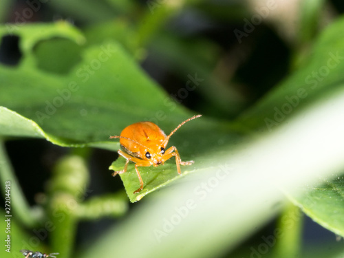 orange phumkin beetle eat green leaft of Gourd vegetable photo