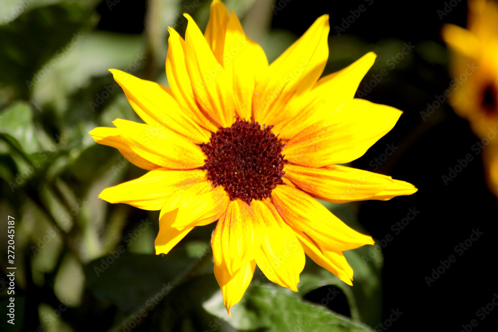 Sommerblumen Sommerblumen