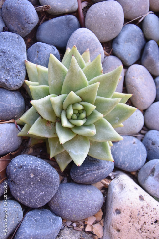 Fototapeta premium Drought Tolerant Succulent Plant Varities