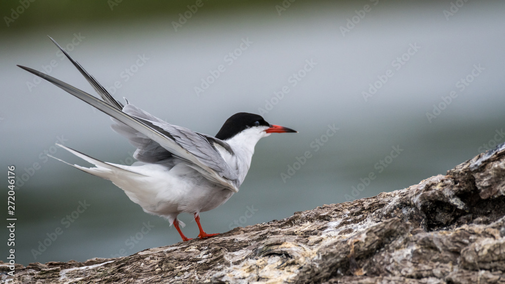 Close up isolated common tern seagull in the wild- Danube Delta Romania Close up isolated common tern seagull in the wild- Danube Delta Romania