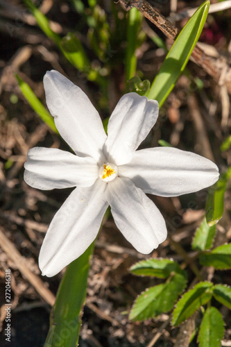 Fototapeta Naklejka Na Ścianę i Meble -  white  snowdrop spring flower closeup view on forest grass background