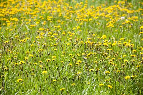 yellow dandelion flowers and green grass meadow spring closeup view