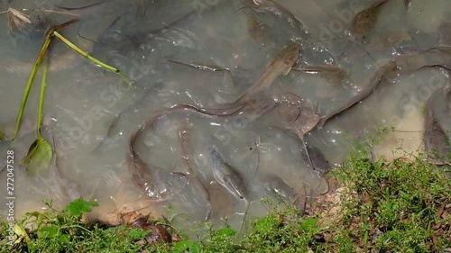 A Lot of catfish in lake, slow motion 1920*1080 