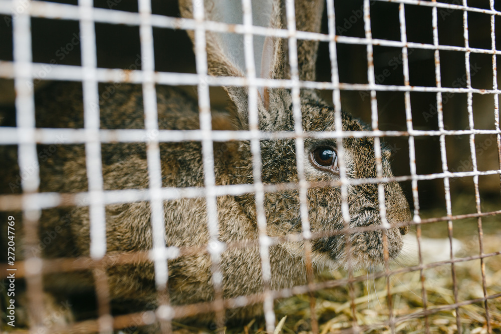 Obraz premium Rabbit sitting behind the cage