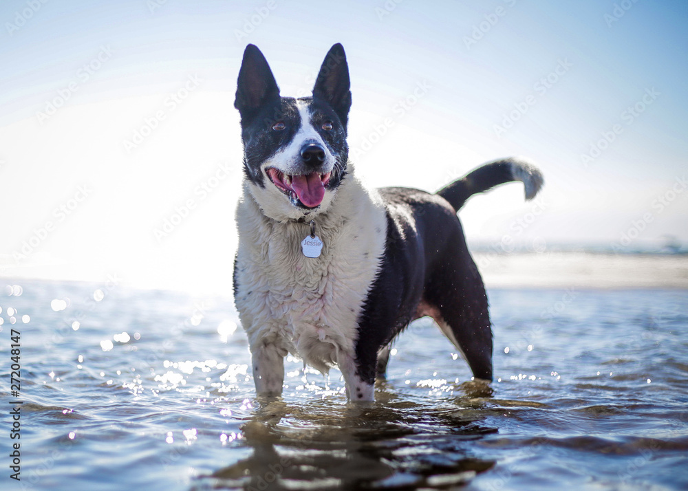 Border Collie in Water