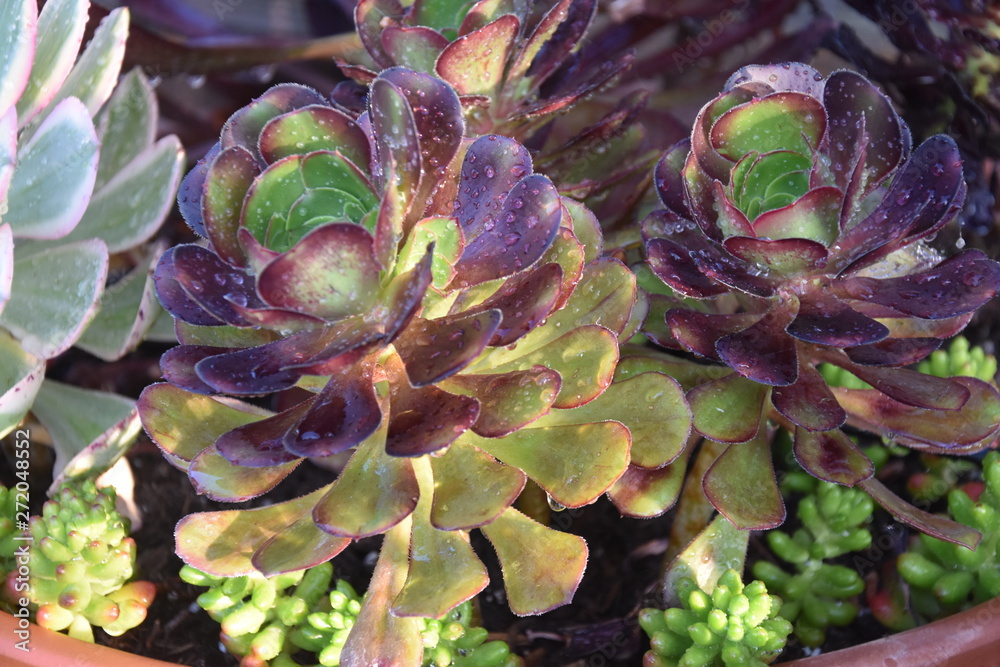 Drought Tolerant Succulent Plant Varieties Drought Tolerant Succulent Plant Varieties