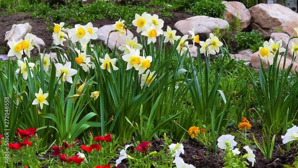 Flower bed with spring flowers in the Park with green leaves, natural background Flower bed with spring flowers in the Park with green leaves, natural background