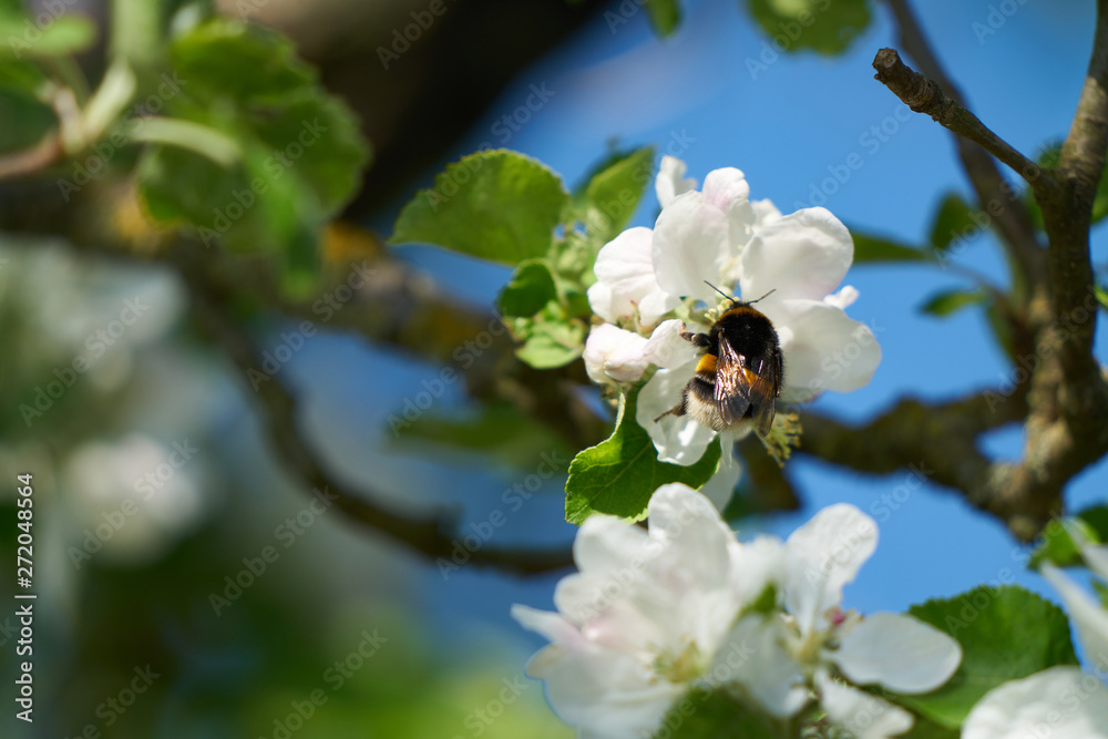A bee collecting pollen from white flowers A bee collecting pollen from white flowers