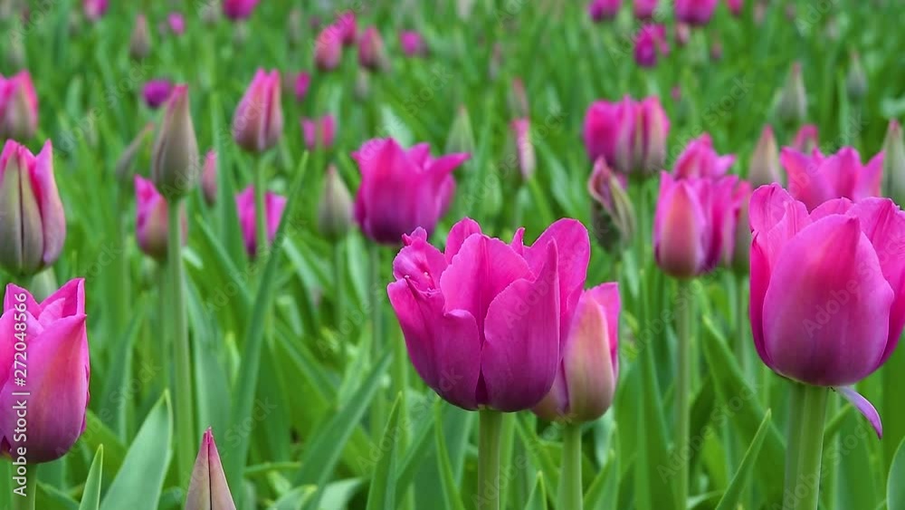 Flower bed with spring tulips with green leaves, natural background Flower bed with spring tulips with green leaves, natural background