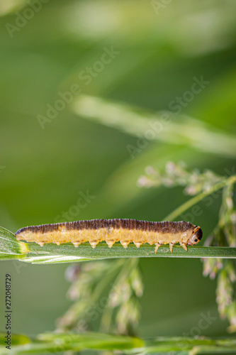 Caterpillar close up view