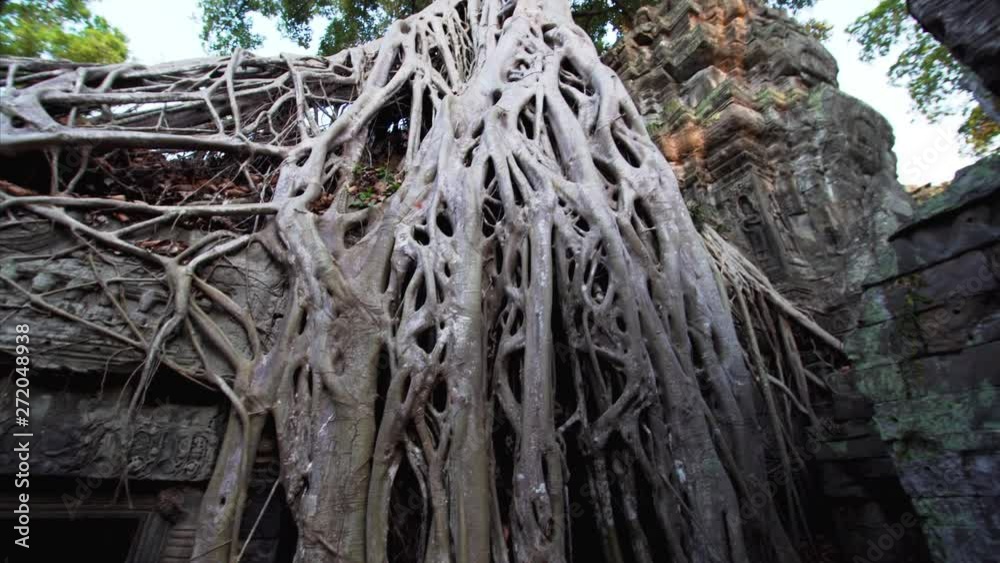 Roots of enormous banyan tree growing on Ta Prohm temple ruins, mysterious tree growing up to the sky. Angkor Wat complex, Cambodia Roots of enormous banyan tree growing on Ta Prohm temple ruins, mysterious tree growing up to the sky. Angkor Wat complex, Cambodia